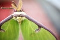 Closeup shot of a white luna moth in a green plant