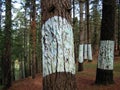 Closeup shot of white marked trees in a forest of Valle de Oma, Basque Country, Spain