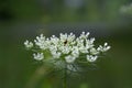 Closeup shot of white meadow flower yarrow with bokeh background