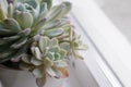 Closeup shot of a white Mexican rose houseplant in a plant pot by the window with blur background Royalty Free Stock Photo