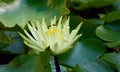 Closeup shot of a white Mexican water lily in a lake Royalty Free Stock Photo