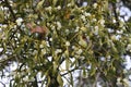 Closeup shot of a white mistletoe plant hanging on the branch