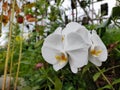 Closeup shot of white moth orchid flowers blooming in a garden Royalty Free Stock Photo