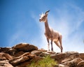 Closeup shot of a white mountain goat standing on a rocky peak against the blue sky Royalty Free Stock Photo