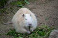 Closeup shot of a white nutria on the ground