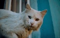 Closeup shot of a white odd-eyed cat staring at the camera Royalty Free Stock Photo