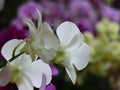Closeup shot of white orchid flowers Royalty Free Stock Photo