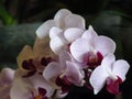 Closeup shot of white orchid flowers Royalty Free Stock Photo