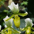 Closeup shot of white orchid flowers under sunlight Royalty Free Stock Photo