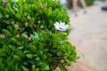 Closeup shot of white osteospermum ecklonis flower amid green leaves Royalty Free Stock Photo