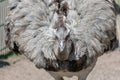 Closeup shot of a white ostrich nandu lying on the ground Royalty Free Stock Photo