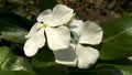 Closeup shot of white periwinkle flowers