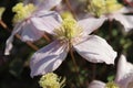 Closeup shot of a white-petaled Clematis Montana flower on a blurred background Royalty Free Stock Photo