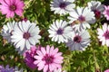 Closeup shot of white and pink african daisies Royalty Free Stock Photo