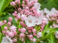 Closeup shot of white and pink evergreen shrub mountain laurel calico-bush or spoonwood flowers Royalty Free Stock Photo