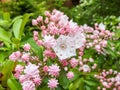 Closeup shot of white and pink evergreen shrub mountain laurel calico-bush or spoonwood flowers Royalty Free Stock Photo