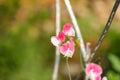 Closeup shot of white and pink sweet pea flowers in a garden Royalty Free Stock Photo