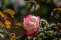 Closeup shot of a white and ponk rose with blurred background Royalty Free Stock Photo