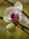 Closeup shot of white and purple Philippine ground orchid (Spathoglottis plicata)