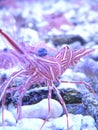 Closeup shot of the white and red camel shrimp in the fish tank