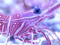 Closeup shot of the white and red camel shrimp in the fish tank