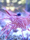 Closeup shot of the white and red camel shrimp in the fish tank