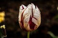 Closeup shot of a white and red tulip flower covered with dewdrops on a blurred background Royalty Free Stock Photo