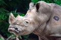 A closeup shot of a white rhinoceros or square-lipped rhino Cer Royalty Free Stock Photo