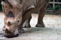 A closeup shot of a white rhinoceros or square-lipped rhino Cer Royalty Free Stock Photo