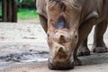 A closeup shot of a white rhinoceros or square-lipped rhino Cer Royalty Free Stock Photo