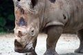 A closeup shot of a white rhinoceros or square-lipped rhino Cer Royalty Free Stock Photo