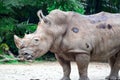 A closeup shot of a white rhinoceros or square-lipped rhino Cer Royalty Free Stock Photo