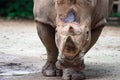 A closeup shot of a white rhinoceros or square-lipped rhino Cer Royalty Free Stock Photo