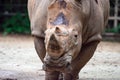 A closeup shot of a white rhinoceros or square-lipped rhino Cer Royalty Free Stock Photo