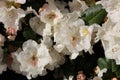 Closeup shot of white Rhododendron flower Royalty Free Stock Photo