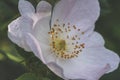 Closeup shot of a white rosa rubiginosa flower