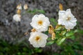Closeup shot of white rose against blurred background - great for wallpaper Royalty Free Stock Photo
