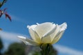 Closeup shot of a white rose on a blue sky background Royalty Free Stock Photo