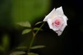 Closeup shot of white rose flower