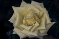 Closeup shot of a white rose isolated on dark black background Royalty Free Stock Photo