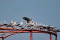 Closeup shot of white seagulls perched on red rods
