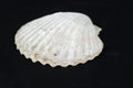 Closeup shot of a white seashell on a black background Royalty Free Stock Photo