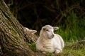 Closeup shot of a white sheep sitting on the grass next to a tree