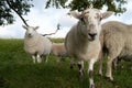 Closeup shot of white sheep walking in the green field and staring at the camera Royalty Free Stock Photo