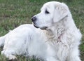 Closeup shot of a white Slovak cuvac dog