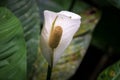 Closeup shot of white Spathiphyllum flower on a blurred background Royalty Free Stock Photo
