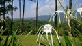 Closeup shot of white spider lily flowers in a garden Royalty Free Stock Photo