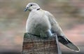 Closeup shot of a white stock dove under the sunlight Royalty Free Stock Photo
