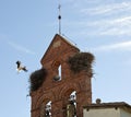 Closeup shot of white storks building a nest on a belfry