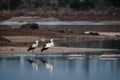 Closeup shot of white storks walking in the water